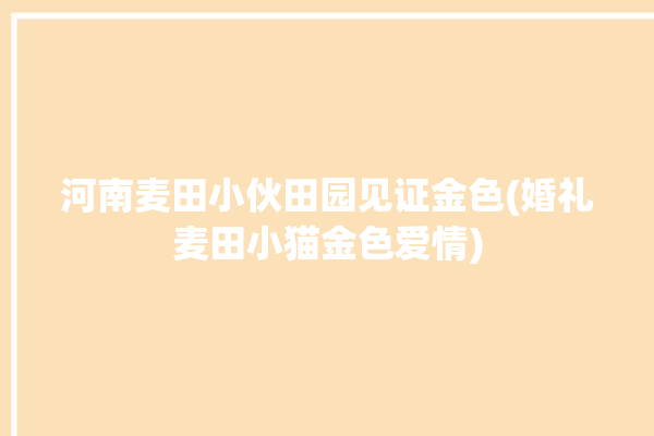 河南麦田小伙田园见证金色(婚礼麦田小猫金色爱情)