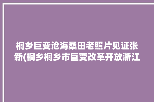 桐乡巨变沧海桑田老照片见证张新(桐乡桐乡市巨变改革开放浙江日报)