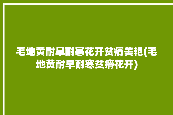 毛地黄耐旱耐寒花开贫瘠美艳(毛地黄耐旱耐寒贫瘠花开)