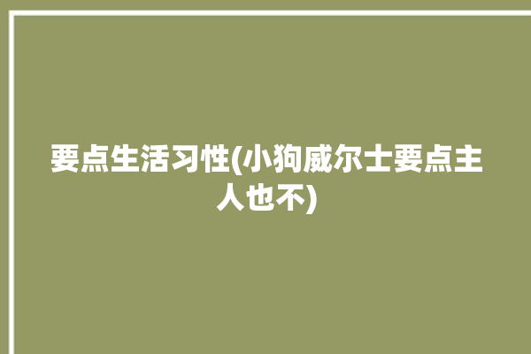 要点生活习性(小狗威尔士要点主人也不)