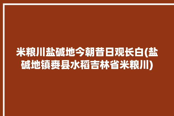 米粮川盐碱地今朝昔日观长白(盐碱地镇赉县水稻吉林省米粮川)