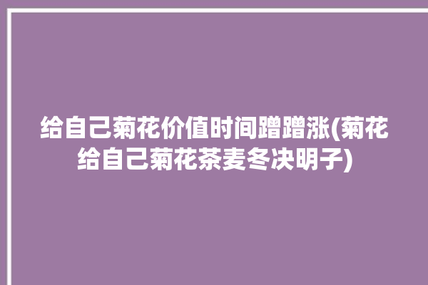 给自己菊花价值时间蹭蹭涨(菊花给自己菊花茶麦冬决明子)